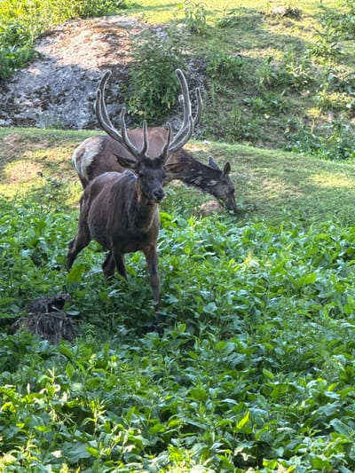 Two deer are in a grassy clearing with a large rock formation in the background. The deer in the foreground is larger and has impressive antlers, while the deer in the background is smaller and appears to be grazing. The environment is lush with green vegetation, suggesting a natural habitat. The image was captured in Буйніцкі сельскі Савет, Belarus.