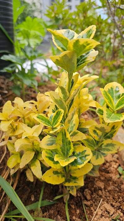 A close-up, eye-level, vertical, outdoor shot focuses on a small, variegated shrub with bright yellow and green leaves. The shrub is planted in dark brown soil, with sparse green grass and dried brown plant matter visible around its base. In the blurred background, other green foliage and hints of buildings suggest an urban park or garden setting in Asan-si, South Korea. The lighting is natural and appears to be daytime.