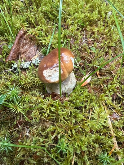 A single, brown-capped mushroom with a bite taken out of its cap is nestled amongst vibrant green moss. Thin blades of grass poke up from the mossy ground, partially obscuring the mushroom and the surrounding forest floor. A dry, brown leaf lies to the left of the mushroom. The scene appears to be a natural forest environment in Mūrininkai, Lithuania.