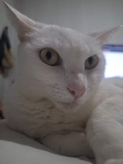 A close-up, high-angle shot shows a white cat with pale yellow eyes and a pink nose. The cat's head is tilted to the left. The background is blurry and light in color, possibly a wall or ceiling. The cat appears to be indoors. No specific details indicate a location in Wilde, Argentina. There are no people visible.