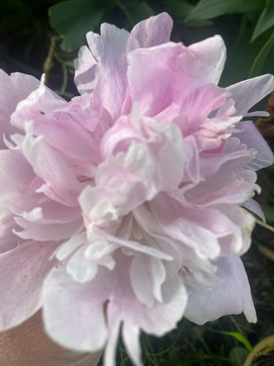 This is a close-up, horizontal, eye-level shot of a blooming pink peony flower. The flower fills most of the frame, with its delicate, layered petals in various shades of pink and white. Some petals are unfurling, revealing the soft, textured interior of the bloom. The lighting appears to be natural and soft, suggesting it was taken during the daytime, possibly late afternoon given the gentle illumination. The background is out of focus, showing hints of dark green foliage and possibly other plants, creating a natural, garden-like setting. A finger is visible on the right edge of the frame, gently touching or supporting one of the petals, implying someone is interacting with the flower. The image conveys a sense of fragility and natural beauty. There is no visible text in the media file. The location context is Vălcineț, Moldova.