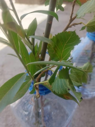 The image shows a close-up of several green plant stems and leaves. The stems are thin and woody, with smaller branches extending from them. The leaves are varied in shape and size, with some being broad and lobed, while others are long and slender. The plants appear to be rooted, with some sort of container visible in the background, possibly a plastic bottle, suggesting they are being propagated or grown in a controlled environment. The background is blurred, but hints of blue and clear plastic, along with a textured surface that could be a table or ground, are visible. The lighting suggests it is daytime, with soft light illuminating the plants. No people or animals are visible. There is no visible text in the image. The overall impression is of a botanical or gardening setting, focusing on the details of plant growth. Given the location context of Kyzylorda, Kazakhstan, this could be a plant being grown indoors or in a greenhouse, possibly for its fruit or ornamental value.