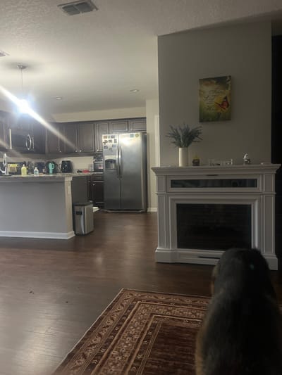 The image depicts an interior scene, likely a residential living area or common space, in Jacksonville, United States of America. The foreground is dominated by the back of a dark-furred animal, possibly a dog, with a small teal object visible on its head. The animal is positioned on a portion of a patterned rug with intricate brown and beige designs.

The midground features a white, ornate fireplace with a glass-fronted lower section revealing a brick interior. Above the fireplace, on a neutral-colored wall, hangs a piece of artwork depicting a butterfly and text that reads "Trust in the Lord with all your heart." To the left of the artwork, a white vase holds a sprig of lavender-like flowers. To the right of the vase, a small yellow object resembling a bee figurine is visible, as well as the word "Blessed" in a cursive font, and another small figurine.

The background reveals a kitchen area. Dark brown cabinets line the walls, and stainless steel appliances, including a microwave, a refrigerator, and a coffee maker, are visible. A kitchen island with a granite countertop separates the kitchen from the main living space. A trash can is situated near the island. Overhead, a ceiling fan or vent is present, along with recessed lighting and a hanging pendant light fixture, which emits a strong glare. The flooring throughout the visible area appears to be dark hardwood. The overall lighting suggests it may be evening or a dimly lit room.