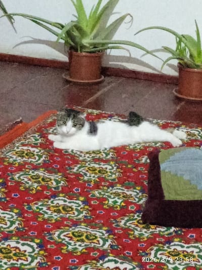 The image captures an indoor domestic scene. A white cat with dark gray and black patches on its head and back is centrally positioned, lying on its stomach with front paws tucked, looking forward. It rests on a red patterned rug featuring repeating motifs in yellow, green, white, and blue. In the background, a dark brown floor meets a light-colored wall, against which two potted Aloe vera plants in brown terracotta-style pots are visible. A dark, possibly maroon, cushion with a multicolored patchwork pattern is partially seen in the lower right corner. The precise location within the city of Khujayli, Uzbekistan, cannot be determined from the visual evidence. No people are present. A digital timestamp "2026/3/9 23 58" is overlaid in the bottom right corner.