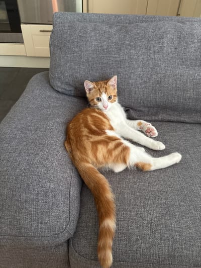 A ginger and white kitten is lying on a gray couch in what appears to be a domestic setting. The kitten is positioned with its body lengthwise on the couch, facing the camera. Its hindquarters are closer to the bottom right of the frame, and its head is in the upper left quadrant. The kitten's tail is long and bushy, with distinct ginger and white bands, and it curls to the left. Its paws are visible, with the front right paw extended forward, showing pink toe beans. The couch has a textured, woven fabric in a neutral gray color and has a slightly rounded armrest. In the background, out of focus, are kitchen cabinets and what looks like a stainless steel appliance, possibly a refrigerator or oven, suggesting an indoor environment, likely a kitchen or living area. The lighting appears to be natural and soft, indicating daytime. There is no indication of the image being taken in the city of Cork, Ireland, or any specific location.