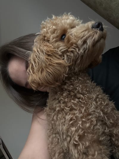 A person's head and shoulder are visible on the left side of the image, partially obscured by their long, dark brown hair. The person is looking downwards. To the right and slightly above the person is a light brown poodle, its head tilted upwards and to the right, looking towards something outside the frame. The poodle has curly fur and dark eyes. The background is a plain grey wall on the left and a dark surface on the right, possibly clothing or furniture. The image appears to be taken indoors, in Pervomaysky, Russia.