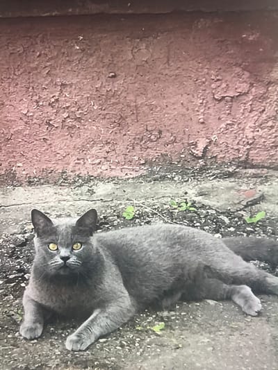 A medium shot captures a gray cat lying on a cracked concrete surface in front of a weathered pink wall. The cat is positioned on the lower left of the frame, facing left with its head turned towards the camera. Its eyes are a bright yellow, and its ears are erect. The cat's body is stretched out, with its front paws resting in front of it and its hind legs extended to the right. Small green plants are scattered on the ground around the cat. The background wall is textured with peeling paint. The image appears to have been taken outdoors in an urban setting. The location is identified as Belyye Berega, Russia.
