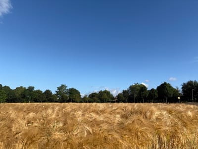 A golden field of ripe barley stretches across the foreground under a clear blue sky. The barley stalks are densely packed and appear to be swaying gently, creating a textured, rippling effect. In the middle ground, a line of lush green trees forms a natural border between the field and what appears to be a residential or urban area beyond. Scattered amongst the barley are a few bright red poppies, adding a touch of color to the golden landscape. The trees are varied in height and density, with some taller, more mature trees interspersed with smaller ones. The sky is a vibrant, cloudless blue, with only a few wisps of white clouds visible in the upper right corner. The overall impression is one of a peaceful, pastoral scene, possibly on the outskirts of a city. The image is likely taken in Mönchengladbach, Germany, as indicated by its name and the presence of typical European landscape elements.