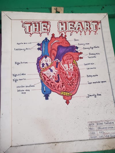 The image is a poster illustrating the anatomy of the human heart. The heart is drawn with red and purple hues, showing its chambers and blood vessels. Labels identify key structures such as the aorta, ventricles, atria, and valves. The poster includes text identifying the work as being by "EVANS Tochykwy," with the topic listed as "CIRCULATORY SYSTEM," the class as "5.6.2," and the session as "2024/2025." The poster is taped to a white framed whiteboard and there is a green wall in the background. The image does not contain enough information to identify the location in the city of Agani, Nigeria.