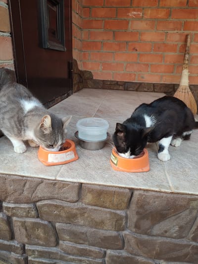 Two cats are eating from their food bowls on a tiled porch. A grey and white cat is to the left, eating from an orange bowl. To the right, a black and white cat is eating from another orange bowl. Behind the cats, there is a metal bowl with water and a clear plastic container. The background shows a brick wall and a brown door. A broom with a wooden handle and straw bristles leans against the brick wall to the right. The scene appears to be outdoors during the daytime. There is no visible text in the image.