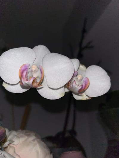 The image shows a close-up of a white orchid plant with two visible flowers, their centers tinged with purple and gold. The background is dark, with indistinct shapes suggesting a room interior and perhaps part of another object on the right. No information indicates a location in Sopot, Bulgaria.