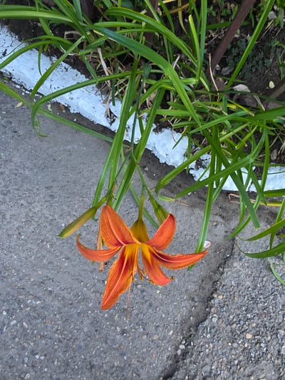 An orange daylily with yellow accents hangs downwards from green foliage. The flower is positioned over a grey asphalt surface with visible cracks and small stones. Behind the flower, a white painted border separates the asphalt from a patch of soil containing more green grass and some dark brown vertical posts. The scene appears to be located in an outdoor urban setting, possibly a park or a roadside in Tuapse, Russia, given the foliage and paved ground. There are no people or animals visible in the image.