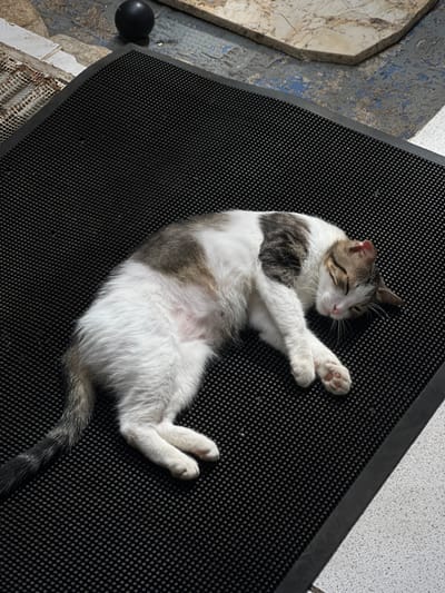 A domestic cat, approximately 1-2 years old, with white, grey, and brown tabby markings, is sleeping on a black textured mat. The cat is lying on its side, with its head resting on its paws. The mat is positioned outdoors, on a surface that appears to be a patio or deck, with some tiled areas and loose stones visible in the background. The scene suggests a warm climate, possibly during daylight hours given the lighting and shadows. The cat appears relaxed and undisturbed. The location is San Juan del Sur, Nicaragua, an area known for its beaches and outdoor living spaces.