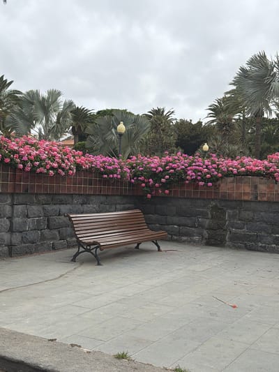 The image depicts a park bench situated on a paved area in a city park. Behind the bench is a low wall constructed of dark, rough-hewn stones, topped with a band of reddish-brown tiles. Above the tiled band, a profusion of bright pink flowers spills over the wall, suggesting a vibrant floral display. The background features various palm trees and lush green foliage, set against a cloudy sky. A single lamppost is visible amongst the trees. The ground is paved with light gray square tiles, and a section of a darker gray concrete curb is visible in the foreground. There are no people in the image.