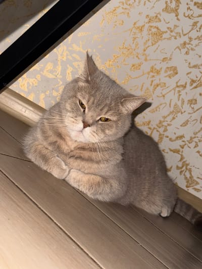 A light gray cat with yellow eyes is lying on its front paws on a wooden floor. The cat is facing slightly to the left, with its head turned towards the viewer. The background consists of a wall with a textured gold pattern. A black object is visible in the upper left corner. The lighting suggests an indoor environment. There is no information to determine the location in Armavir, Russia.