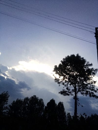 The image depicts an outdoor scene in Nachu ward, Kenya, characterized by low light conditions, likely dawn or dusk, with a prominent sky. The upper sky is a muted purplish-blue, transitioning to a brighter, overcast area in the mid-ground. A horizontal band of intense white light, presumably the sun obscured by clouds, cuts across the center, illuminating dense, dark gray and blue clouds below it. The lower third of the frame is dominated by the dark silhouette of a tree line or dense vegetation. To the right, a tall, deciduous tree stands in stark silhouette against the bright cloud band, its branches and foliage forming a dense canopy. In the upper right quadrant, a dark utility pole extends vertically from the right edge, supporting at least three visible horizontal overhead wires stretching across the upper portion of the frame. No individuals, specific actions, or interactions are discernible.