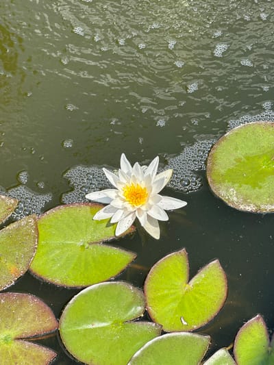 This is a high-angle, close-up shot of a serene pond scene. The primary subjects are a white water lily in bloom, with a bright yellow center, and several large, green lily pads floating on the surface of dark, murky water. The water is disturbed in some areas, creating a rippling effect and a collection of small bubbles, particularly around the lily flower and some of the lily pads. The lily pads are circular to heart-shaped with distinct veins and some show hints of reddish-brown on their edges, suggesting they might be slightly older or have different varieties. The overall impression is one of natural tranquility.
The time of day appears to be daytime, indicated by the bright lighting on the lily and pads, casting subtle shadows. The weather is likely calm, as the water is not heavily agitated, despite the visible ripples and bubbles. The location is a pond, likely a natural or man-made water feature in a garden or park setting. The presence of lily pads and a water lily flower are characteristic of such environments. There is no visible text in the image. The context of Petrykivka, Ukraine, evokes a sense of Ukrainian rural or garden beauty.