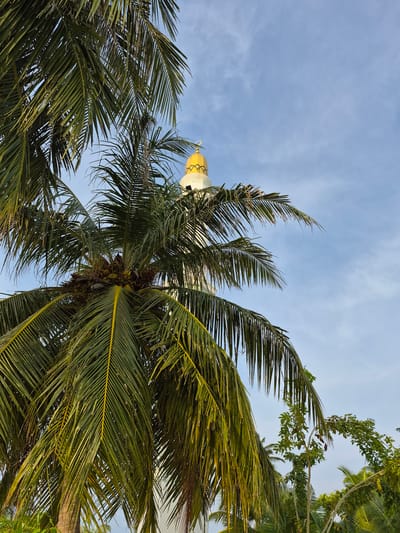 The image, taken in Bodufolhudhoo, Maldives, is a low-angle shot of a coconut palm tree against a blue sky with light cloud cover. A golden and white structure, possibly a minaret or decorative tower, is partially visible through the tree's foliage in the upper left quadrant of the frame. The palm tree's fronds are predominantly green, with some showing signs of yellowing. Coconuts are visible clustered at the base of the fronds. Other greenery is present in the upper right corner of the image.