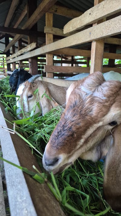 In the city of Mee, Indonesia, a close-up, eye-level shot captures a group of goats feeding from a wooden trough filled with lush green grass. The goats, predominantly light brown with some darker markings and white accents on their faces, are engrossed in their meal. One goat's head is prominently featured in the foreground, its snout close to the grass, while another goat with distinctive horns is visible to its left, also eating. A black goat is partially visible in the background. The goats are housed in a rustic wooden structure with a corrugated metal roof, suggesting an outdoor enclosure or barn. The natural light filtering into the enclosure highlights the texture of the goats' fur and the vibrant green of the grass. The scene is focused on the animals and their feeding activity, with the wooden structure providing context for their environment.
