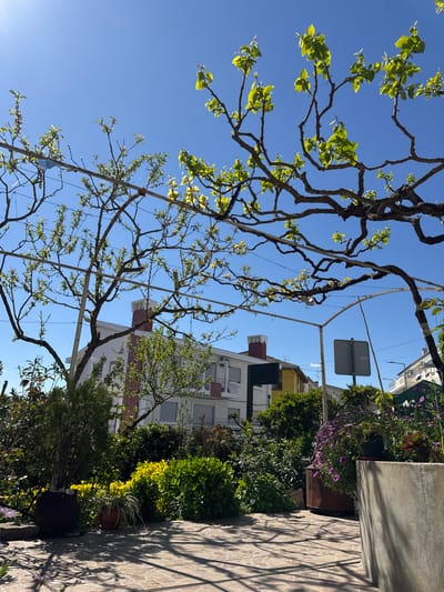 The image depicts an outdoor garden or patio area located in Mirandela, Portugal, under a clear blue sky. The foreground features a tiled patio floor with a geometric brown and beige pattern, exhibiting distinct shadows cast by an overhead metal trellis structure. This trellis supports a mature, gnarled vine with numerous developing light green leaves. A blue disposable face mask is entangled in the wires or branches of the trellis on the left side of the frame.
The mid-ground consists of a densely planted garden with various shrubs and potted plants. Bright yellow-leafed bushes are prominent, interspersed with darker green foliage. Several planters are visible: a large, textured concrete planter containing purple flowering plants on the right, a dark, possibly metal, pot holding a small conifer-like tree on the left, and a rusty metal container also with purple flowers.
The background shows multi-story residential buildings. These are predominantly white, featuring red-brick chimneys, grey window shutters, and some balconies. A distinct yellow building is visible further back. Street infrastructure, including utility poles, visible streetlights, and two signs (one square grey sign facing away and a dark rectangular sign on a pole), are present. No individuals are depicted in the scene. The strong sunlight and new foliage suggest a daytime setting, likely during spring.