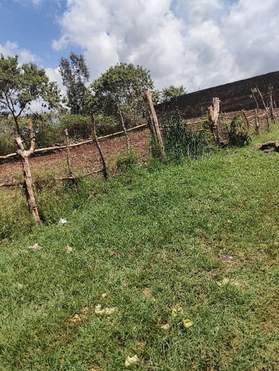 The image depicts an outdoor, undeveloped area in Juja ward, Kenya, under a partly cloudy sky. The foreground consists of overgrown green grass with scattered patches of lighter, possibly dry, vegetation and a small white piece of litter on the left. In the midground, a rudimentary fence is constructed from irregular, untreated wooden posts and horizontal wooden branches. Beyond the fence, the terrain appears to be dry, reddish-brown earth with sparse vegetation. The background features a cluster of green-leafed trees on the left and center. On the right, a dark, elevated structure resembling a retaining wall made of dark blocks or bricks runs horizontally across the upper portion of the frame. No individuals, actions, or specific interactions are present in the scene.
