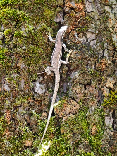 A lizard with a patterned back and a long tail is clinging to the mossy bark of a tree. The tree is rough and textured, with patches of green moss and brown organic matter covering its surface. Sunlight illuminates parts of the scene, creating bright highlights and casting shadows. The lizard is positioned vertically on the tree, its body stretched out along the bark. The background is entirely the tree, emphasizing the lizard's presence in its natural habitat. The image is a close-up, high-angle shot that focuses on the reptile and its immediate surroundings. The overall impression is one of natural observation and detail. The image does not contain any information related to the city of Zgorigrad, Bulgaria.