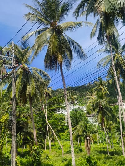 The image depicts a lush, tropical landscape dominated by numerous palm trees under a clear blue sky with visible power lines crisscrossing the scene. In the background, a verdant, hilly area is dotted with white buildings, suggesting a residential or resort development. The foreground features dense green foliage and the trunks of several palm trees, some of which are quite tall. Utility poles with insulators are visible on the left side of the image, indicating infrastructure within this natural setting. The overall impression is one of a tropical location, possibly on the outskirts of a town or nestled within a hillside resort. This scene is located in Baan Lamai, Thailand.