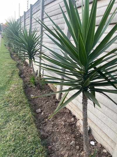 The image depicts a row of young Yucca plants planted along a concrete precast wall topped with electric fencing. The plants are positioned in a narrow strip of dark soil next to a well-maintained lawn. The concrete wall appears weathered, with a ribbed texture. The sky is overcast. The scene is likely a residential property in Johannesburg, South Africa, given the presence of precast walls with electric fencing, a common security feature in the city. No people are visible in the image. The Yucca plants are healthy and their spiky green leaves are clearly defined. The soil is loose and appears to have been recently worked. A few small rocks are scattered in the soil.