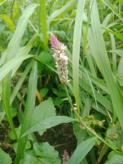A close-up, eye-level, outdoor, medium shot captures a single stalk of Celosia argentea, commonly known as plumed cockscomb or velvet flower, with its distinctive pink and white plume at the top, standing amidst a cluster of tall, green grass in Depok, Indonesia. The flower stalk is slender and green, with small, pointed leaves extending from it. The grass surrounding the flower is lush and vibrant, with some blades appearing dew-kissed, suggesting recent rainfall or morning dew. The background is a blur of green foliage, indicating a natural or garden setting. The lighting is soft and diffused, suggesting an overcast day or shade. The scene is peaceful and natural, highlighting the beauty of this common wildflower.