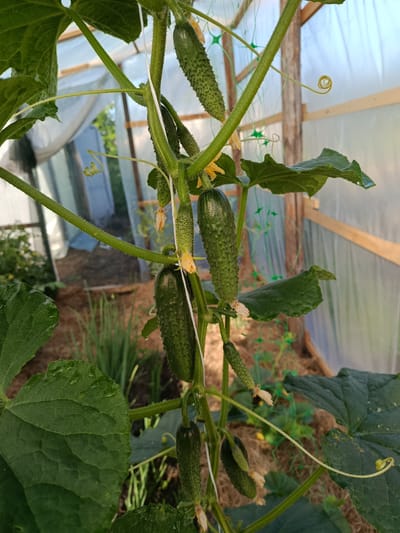 The image shows a close-up of a cucumber plant growing in a greenhouse. Several small cucumbers are visible on the vine, along with yellow flowers and tendrils. The greenhouse structure, made of wood and translucent sheeting, is visible in the background. The ground inside the greenhouse appears to be covered with straw or mulch. The image does not provide any information that would allow for the determination of its location in Novozybkov, Russia.