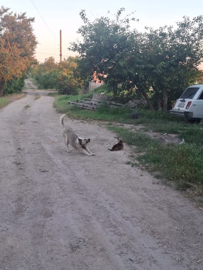 The image depicts a dirt road in a rural setting, likely in Krasnaya Skala, Russia. The road is flanked by trees and vegetation. In the foreground, a light-colored dog is stretching, with its rear end raised in the air and its front legs extended. Further down the road, a calico cat is sitting calmly. In the background, a white car is parked on the side of the road. The sky is a pale, clear blue, suggesting it is either early morning or late evening. The scene is one of peaceful coexistence between animals in a seemingly quiet, undeveloped area.