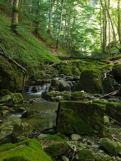 The image depicts a natural scene within a forest, likely in or near the city of Teteven, Bulgaria. A shallow, rocky stream flows through the foreground, with its water appearing clear and slightly rippled. The stream is bordered by numerous moss-covered rocks of varying sizes. A dense forest with tall trees and lush green undergrowth covers the sloping terrain to the left and in the background. Sunlight filters through the canopy, creating dappled light and shadows. In the middle ground, a rustic wooden footbridge spans the stream, constructed with branches and planks. The overall impression is one of a serene, untouched natural environment. There are no people or animals visible in the image.