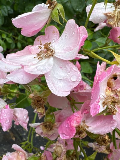 The image depicts a close-up view of several pale pink rose blossoms, many of which appear partially wilted or spent, dotted with numerous water droplets. The petals display a delicate translucence, with some exhibiting a gradient from deeper pink at the edges to white towards the center. The stamens are visible and appear dry and brown. The roses are set against a blurred background of dark green foliage and branches, suggesting an outdoor garden setting. The lighting indicates it may be overcast or that the photo was taken shortly after rain, given the presence of the water droplets. The overall impression is one of natural decay and the lingering effects of moisture on delicate flora. The specific location in Bietigheim-Bissingen, Germany, is not visually discernible from the image itself.