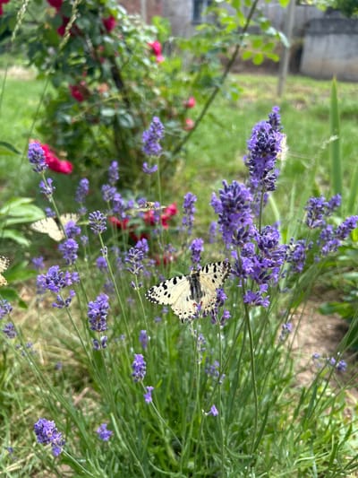 The image depicts a close-up view of lavender plants in a garden setting. Several purple lavender flowers are in bloom, with green stalks and leaves. Two butterflies with black and white markings are visible on the lavender flowers. One butterfly is positioned on a flower cluster in the center of the frame, while another is partially visible on a flower to the left. In the background, there is a blur of green foliage, some red flowers, and what appears to be the side of a building, possibly a house. A small bee is also visible in flight, near the lavender. The overall scene suggests a natural, outdoor environment, likely a garden in Lyaskovets, Bulgaria, given the context. The lighting suggests it is daytime, with soft natural light illuminating the scene.