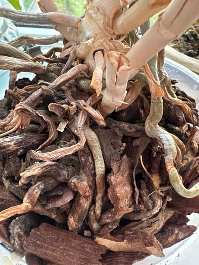 The image shows a close-up view of the roots and base of an orchid plant. The roots are a mixture of thick, fleshy, pale green and silvery-white sections, intermingled with dry, brown, shriveled roots and pieces of orchid bark. The plant's stem base is also visible, appearing dried and papery in some areas. The overall impression is of a plant that may be stressed or in need of repotting, with a focus on its root system. The background is blurred, but hints of a light-colored surface and greenery suggest an indoor setting, possibly near a window. There is no information in the image to suggest a location in Peremyshliany, Ukraine.