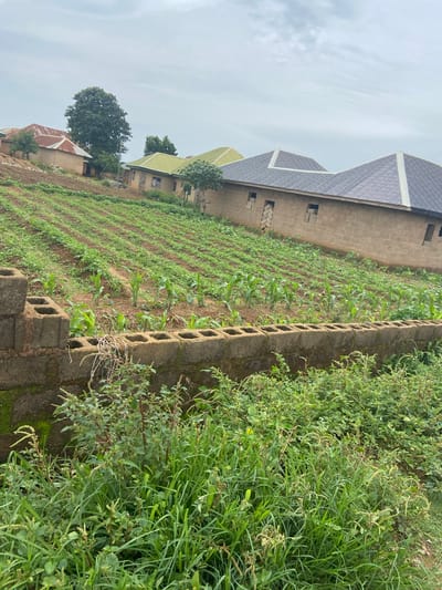 This image shows a rural residential area in Udu, Nigeria, with a farm in the foreground. The farm features rows of young corn plants and other green crops, indicating agricultural activity. In the background, there are several houses with corrugated iron roofs, some appearing to be under construction. The houses are built with concrete blocks. A low wall, also constructed from concrete blocks, separates the farm from the foreground vegetation, which is dense and overgrown with grass and other plants. The sky is overcast.