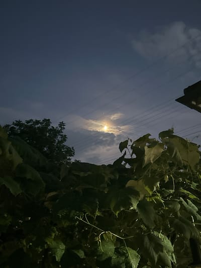 The image depicts a nighttime scene in Târgu Neamț, Romania. The dominant subjects are the night sky, foliage, and a structure with power lines.

The sky is dark blue with scattered clouds, and the moon is visible, partially obscured by clouds, casting a soft glow. Three parallel power lines stretch across the sky from the upper left to the lower right. To the right of the frame, lush green foliage, appearing to be part of a vine or large-leafed plant, dominates the foreground. The leaves are wet, suggesting recent rain or dew. In the upper left corner, a dark, angular structure, possibly a building or roofline, is visible. Below the power lines and towards the center of the image, a silhouette of trees can be seen.

The overall mood is serene and natural, with the interplay of the moonlit sky and the dark foliage creating a sense of quiet ambiance. The time of day is clearly night due to the darkness and the presence of the moon. No people or text are visible in the image. The presence of power lines and a building hint at a semi-urban or suburban setting within Târgu Neamț.