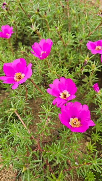 In Asan-si, South Korea, a close-up, eye-level shot captures a patch of vibrant pink moss rose flowers (Portulaca grandiflora). The flowers, in various stages of bloom, display delicate petals with bright yellow centers. They are nestled amongst a dense carpet of their succulent, green foliage, which forms a low-growing ground cover. The soil beneath the plants appears to be a sandy, reddish-brown color. The lighting suggests it is daytime, with the sun illuminating the flowers and leaves, highlighting their textures and colors. The scene is devoid of people or any artificial objects, focusing solely on the natural beauty of the flora.