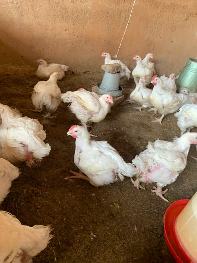 In Barakin Sabawa, Nigeria, a group of white broiler chickens are housed in a barn with dirt flooring and rough-textured, light brown walls. The chickens appear to be young, with some exhibiting pinkish-red skin patches on their legs and undersides, suggesting they are molting or have skin irritation. They are clustered together, with some standing and others resting on the ground. Among them are a gray plastic feeder and a green metal bucket. The lighting in the barn is natural, casting shadows on the ground and walls.