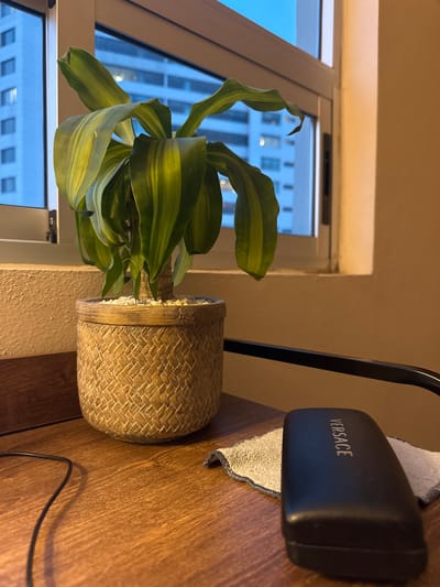 A potted plant sits on a wooden surface next to a window in an indoor setting. The plant has long, green and yellow striped leaves. The pot is made of a woven material. Next to the plant is a black Versace sunglasses case sitting on top of a gray cloth. Outside the window, a tall building is visible, suggesting an urban setting. The location of Jesús del Monte, Mexico is mentioned, but the image provides no information to verify this location.