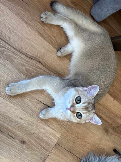 This media file is a high-angle, full-shot photograph of a golden-shaded British Shorthair kitten lying on a light-brown wooden floor. The kitten is the sole subject and occupies the majority of the frame. Its fur is a mix of golden and grey, with prominent green eyes that are looking directly at the camera. The kitten's body is stretched out, with its front paws extended forward and its hind legs tucked beneath it.

The setting is indoors, suggested by the wooden floor. There are hints of furniture or objects in the background: a grey, textured object on the left and a fluffy grey object on the right, partially out of frame. The lighting appears to be natural and soft, suggesting daytime. There are no people or any visible text in the image. The overall mood is calm and serene, with the kitten appearing relaxed and alert. The image seems to be taken in a residential setting in Bönnigheim, Germany.