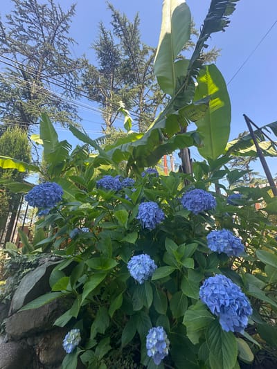 In Ureki, Georgia, on a clear day with a bright blue sky, a lush garden is in full bloom. The foreground is dominated by a cluster of vibrant blue hydrangeas, their spherical flower heads a striking contrast against the deep green of their leaves. Behind the hydrangeas, large, broad leaves of what appear to be banana plants reach upwards, their size and texture adding a tropical feel to the scene. The background reveals tall trees with feathery foliage, possibly pines, and power lines crisscrossing between them, suggesting the garden is located in a populated area. A rough stone wall, partially covered in moss and vines, anchors the left side of the image, adding a rustic element. The overall impression is one of a well-maintained, verdant outdoor space, likely a private garden or park, bathed in natural sunlight.