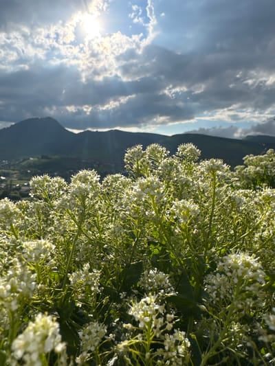 The image captures a close-up view of white wildflowers in bloom, their delicate petals and green stems dominating the foreground. The flowers are clustered in dense bunches, creating a soft, airy texture. Behind the flowers, a dramatic landscape unfolds. Dark, imposing mountains rise up, their slopes partially obscured by a hazy atmosphere.
The sky above is a dynamic canvas of light and shadow. Bright, piercing sunlight breaks through a thick layer of cumulus clouds, casting rays of light that illuminate the scene. The contrast between the sunlit clouds and the darker masses suggests a partly cloudy sky, possibly indicative of changing weather. The overall lighting suggests it's either early morning or late afternoon, with the sun positioned low in the sky.
The scene is set in a mountainous region, with the hint of a settlement or valley visible in the distance between the mountains and the foreground flowers. The inclusion of wildflowers and the vast mountain backdrop points towards a natural, possibly rural or alpine environment. The image conveys a sense of serene beauty, with the vibrant life of the flowers set against the majestic, and somewhat imposing, natural landscape. There is no visible text in the image.