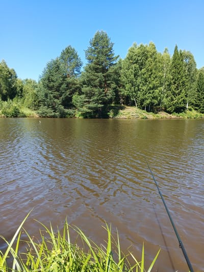 A calm, sunlit day is depicted in this wide shot of a lake in Zheloba 2, Russia. The water is a murky brown and reflects the bright blue sky, with small ripples suggesting a gentle breeze. In the foreground, tall green grass grows along the bank, with a few wildflowers interspersed. A fishing rod extends from the right side of the frame, its tip dipping into the water, indicating that someone is likely fishing.
The far bank of the lake is lined with a dense forest of various trees, primarily evergreens and some deciduous trees with green foliage. The trees create a lush, natural backdrop. A small, wooden picnic bench is visible on a slightly elevated clearing in the trees on the far bank. The sun is high in the sky, casting a bright light on the scene, suggesting it is likely midday. The overall mood is peaceful and serene, evoking a sense of quiet enjoyment of nature. There is no visible text in the image.