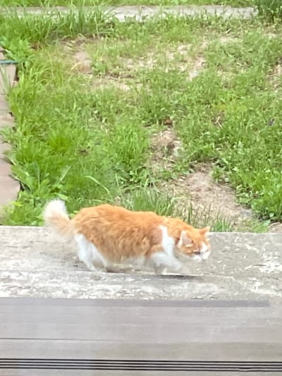 A ginger and white cat with a fluffy tail is walking on a concrete surface. The cat is in profile view, facing right, and appears to be looking down. Behind the concrete surface is an area of green grass and soil. The image appears to be taken outdoors in a natural setting, possibly a park or yard. There is no indication of the city of Sestroretsk, Russia, in the image.