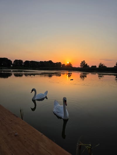 This media file captures a serene sunset scene at a body of water, likely a lake or pond, in Holíč, Slovakia. The dominant subjects are two majestic white swans gracefully gliding across the calm water. One swan is positioned in the foreground, with its neck gracefully curved downwards, while another is further back, appearing to swim towards the right side of the frame. The water reflects the warm hues of the sunset, creating a peaceful and picturesque ambiance.
The scene is bathed in the soft, warm light of a setting sun, indicated by the vibrant orange and yellow tones in the sky. Silhouetted trees line the distant shore, adding depth and a natural border to the landscape. A small, dark figure, possibly a bird or a person, is visible on the water near the tree line, adding a subtle element of life to the scene. The overall mood conveyed is one of tranquility and natural beauty, enhanced by the gentle ripples on the water's surface.
The presence of a wooden structure in the lower right corner suggests a dock or pier, providing a vantage point for observing the natural spectacle. The time of day is clearly sunset, with the sky transitioning from a soft grey to warm oranges and yellows. There is no visible text within the media file. The location context of Holíč, Slovakia, situates this tranquil moment within a specific geographical setting.