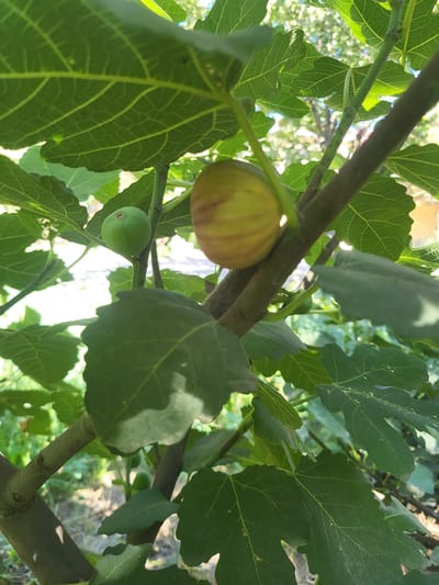 The image shows a close-up view of a fig tree with several figs and large, green leaves. The figs are in various stages of ripeness, with one clearly visible fig that is partially yellow and striped with purple, and another smaller, green fig. The leaves are broad and lobed, with prominent veins. The background is blurred, but appears to be an outdoor environment with dappled sunlight filtering through the foliage, suggesting a garden or natural setting. There is no indication of people or specific structures, and thus no specific location within Arabhana, Uzbekistan can be determined from the image itself.