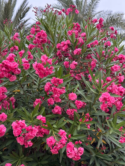 The image shows a close-up view of a vibrant oleander bush in full bloom, with clusters of bright pink flowers and lush green leaves. The oleander is interspersed with the fronds of a palm tree, suggesting a warm, sunny climate. The lighting indicates it could be daytime, possibly morning or afternoon, with a slightly overcast sky providing soft, diffused light. The focus is on the intricate details of the flowers, with some in full bloom and others appearing as tightly closed buds. The overall impression is one of natural beauty and abundance, possibly in a garden or park setting. There are no people, objects, or visible text in the image. The context of Torrevieja, Spain, aligns with the presence of oleander and palm trees, which are common in Mediterranean landscapes.