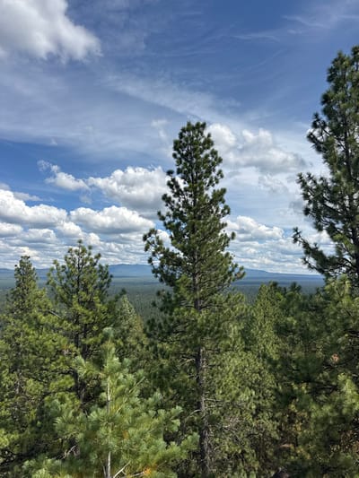 The image depicts an elevated panoramic view of a dense coniferous forest, consistent with the natural landscape near Three Rivers, California, United States. The foreground and midground are dominated by numerous vibrant green pine trees of varying heights, with one tall, slender pine centrally positioned. Beyond the immediate tree line, a vast expanse of dark green forest extends to the horizon, where faint, blue-hued mountain ranges are discernible. The sky above is a clear blue, partially covered by scattered white cumulus clouds and high-level cirrus formations, with subtle contrails visible in the upper left quadrant. No individuals, animals, or man-made structures are present in the scene.