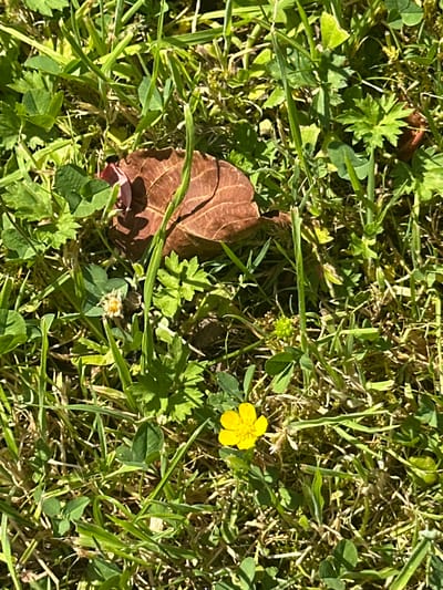 This is a close-up, top-down photograph of a patch of grass in Krefeld, Germany. The scene is bathed in sunlight, suggesting it is daytime, likely on a clear or partly cloudy day. The ground is covered with a variety of green plants, including blades of grass and clover leaves. Among the greenery, there is a single, fallen brown leaf, which appears to be from a deciduous tree. Also visible are two small wildflowers. One is a vibrant yellow, five-petaled buttercup. The other flower is smaller and has a lighter, faded color, possibly past its prime or a different species. The overall impression is a natural, outdoor setting, possibly a lawn or a meadow, observed from directly above. There is no text visible in the image.